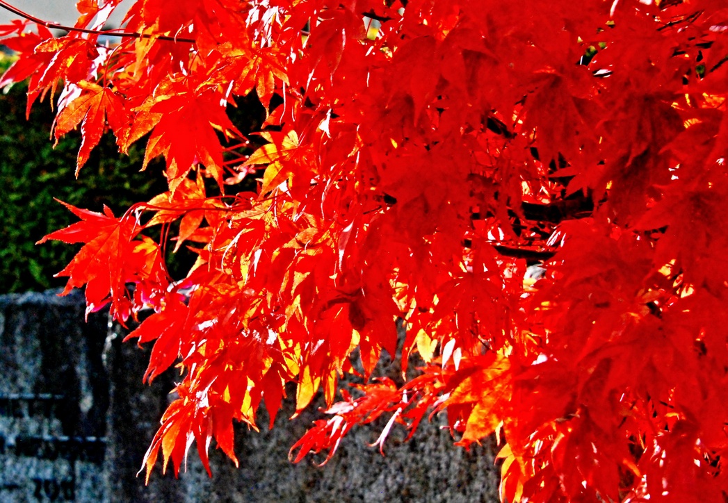 08. November 2023 - Begegnung der Kulturen. Japanischer Feuerbusch in einem Friedhof der Schweiz