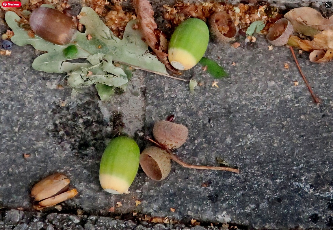 01. Oktober 2020 - Heute achtlos am Strassenrand. Eicheln waren zu Notzeiten Mel- und Kaffee-Ersatz. Doch das kennen nur noch die Omas und Opas
