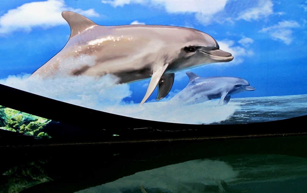 16. Februar 2014 - Schiffsbemalung: "Delphine lehren uns durch ihre gute Laune, dass wir Menschen das Leben viel zu ernst nehmen" (Horace Dobbs)