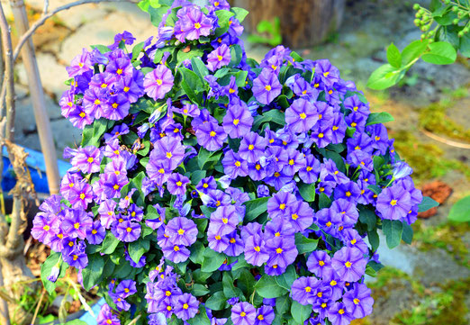 14. Juni 2019 - Nur ein Blumenstrauss?