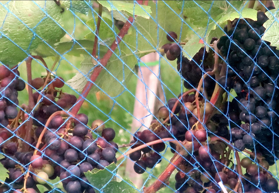 25. August 2023 - Keine Winzerfreuden 