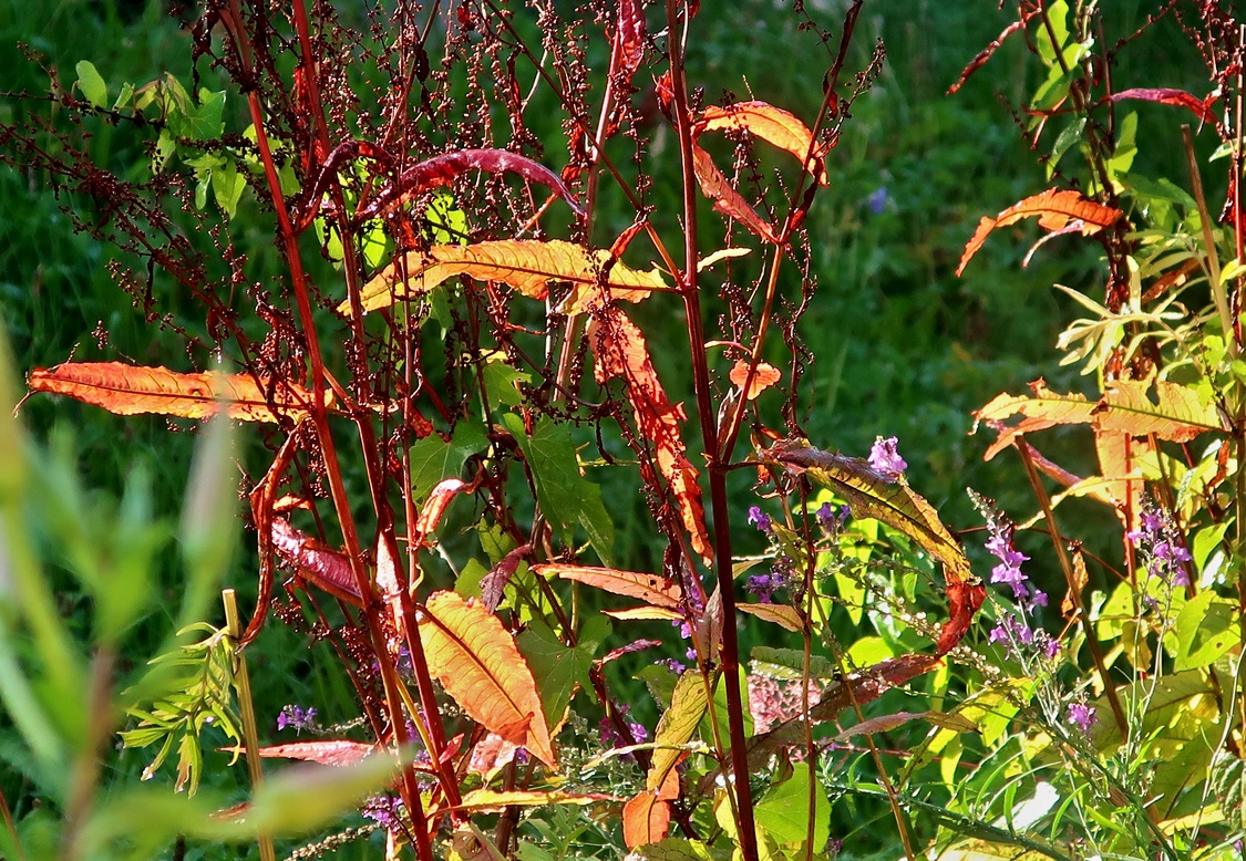 11. August 2023 - Vorzeichen des Herbsts