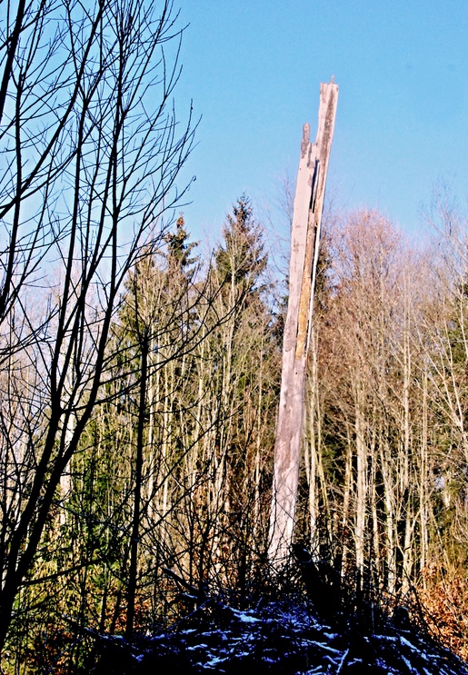 09. Februar 2023 - Mahnmal der Natur