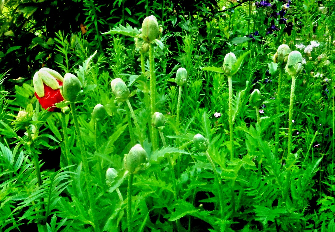 22. Mai 2013 - Geburt von Blumen. Unser Mohn ist hochschwanger.