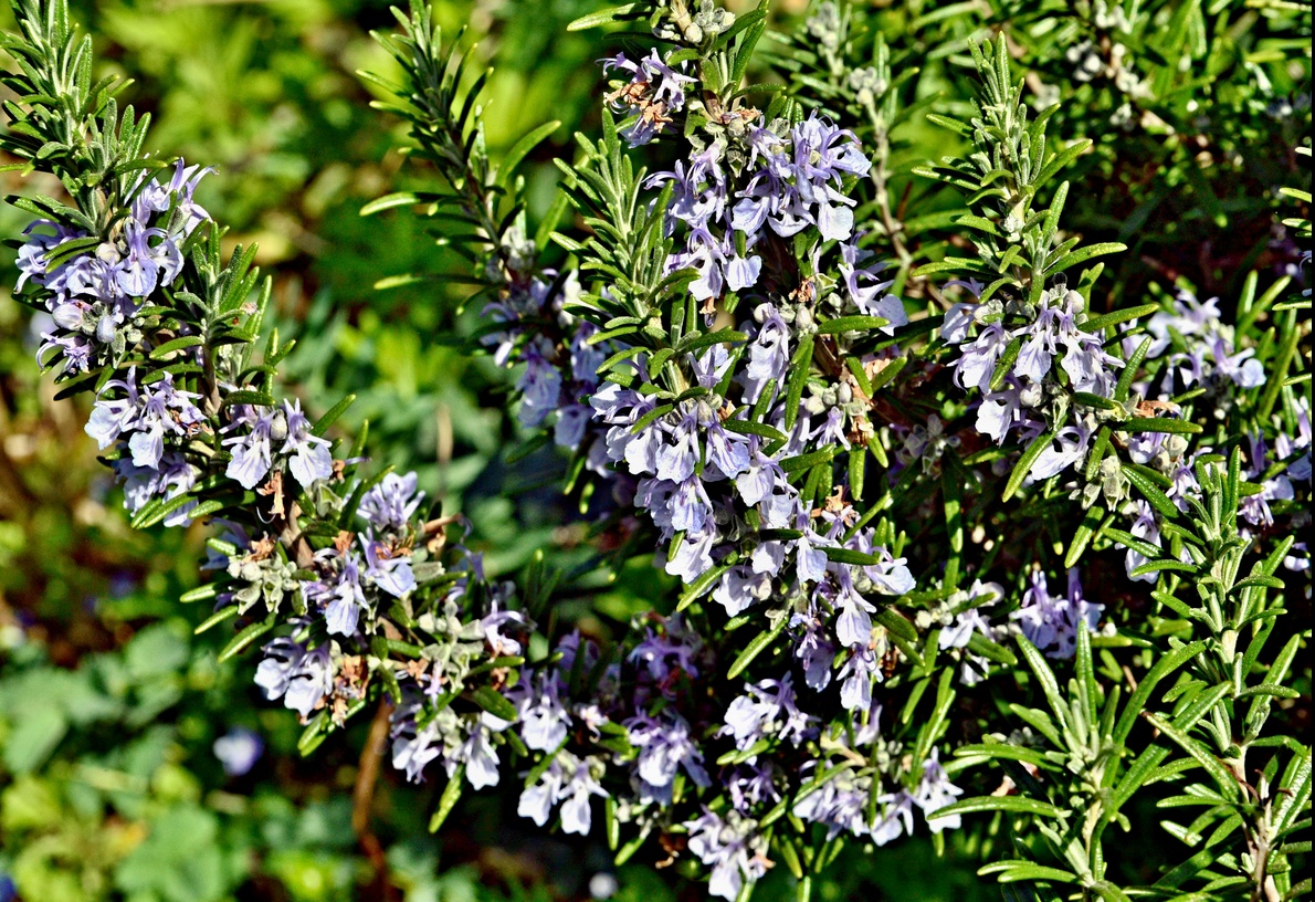 18. April 2020 - Die Blüten des Gewürzstrauchs Rosmarin sind nicht nur schön - sie sind auch essbar.