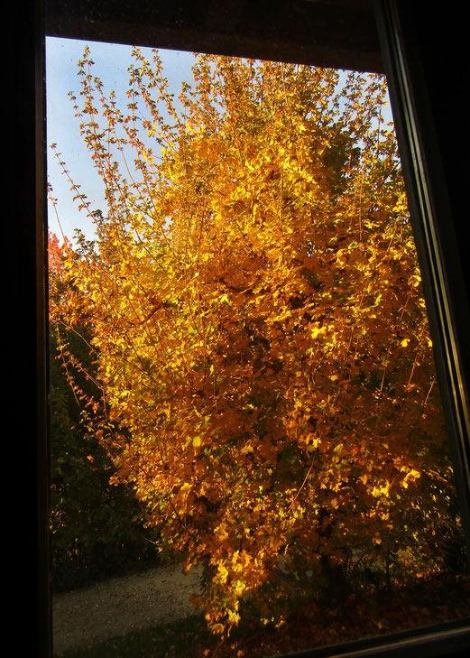 03. November 2018 - Warum auch in die Ferne schweifen.... Mein Bürofenster.