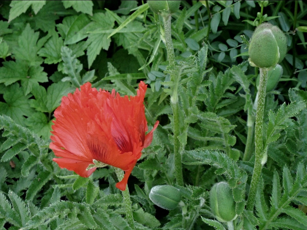 31. Mai 2015 - Der Mohn als Meteostation - er schliesst seine Blütenblätter wenn Regen oder ein Gewitter kommt