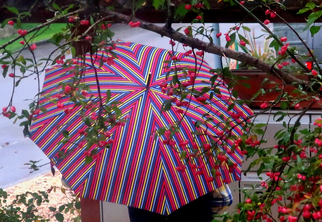 24. Oktober 2023 - Bunte Regenwelt
