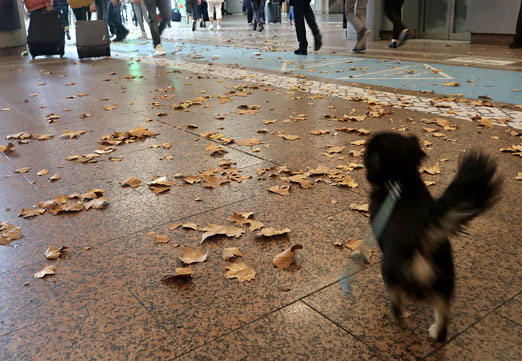 15. Oktober 2018 - Gassi gehen im Bahnhof von Lion 