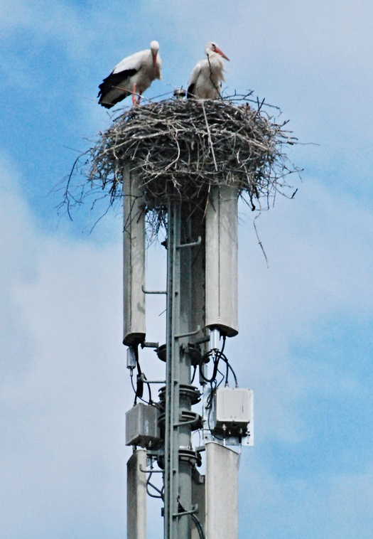 02. Mai 2018 - Wozu eine Mobilfunkantenne auch dienen kann