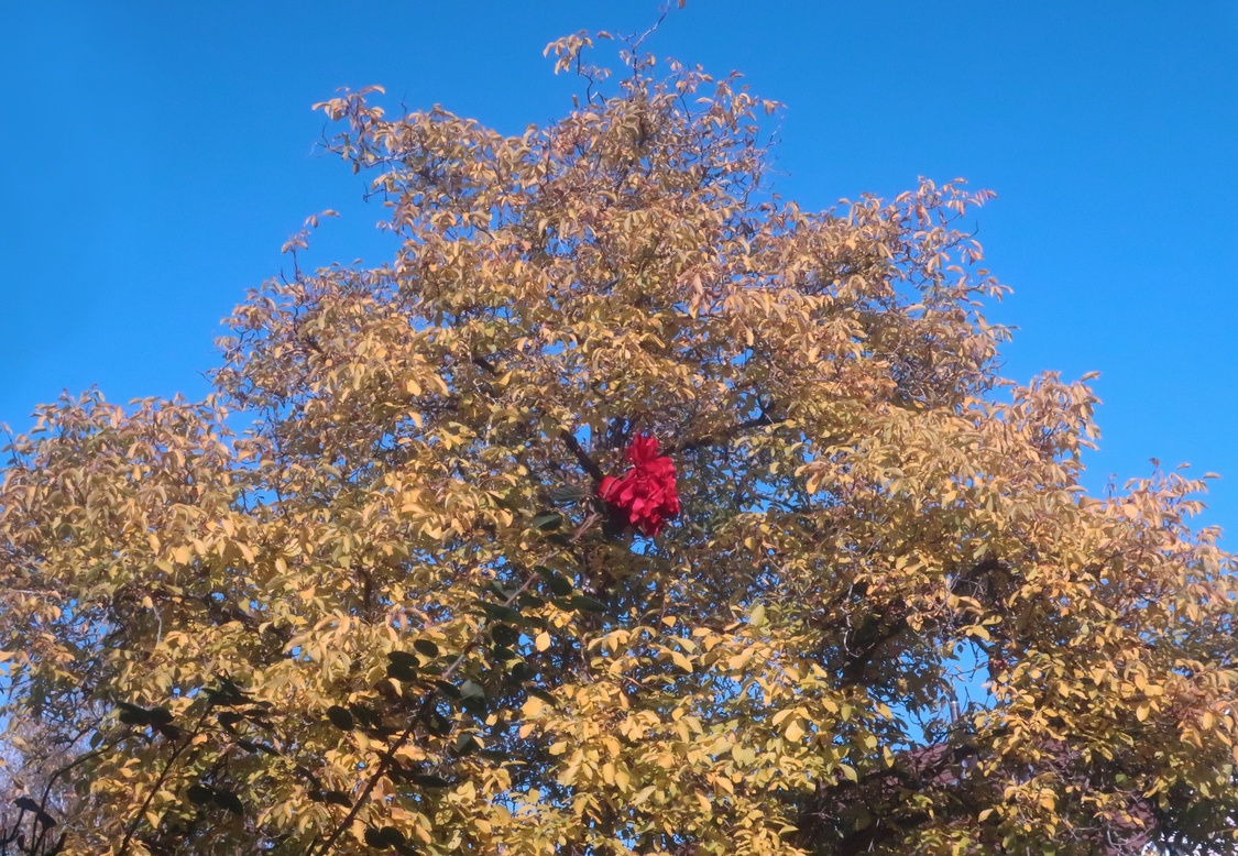 18. Oktober 2021 - Blumen im Apfelbaum