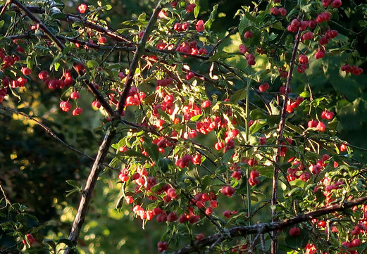 05. Oktober 2018 - Altweibersommer