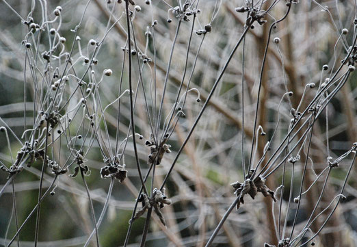 26. Dezember 2018 - Frostige Zeit