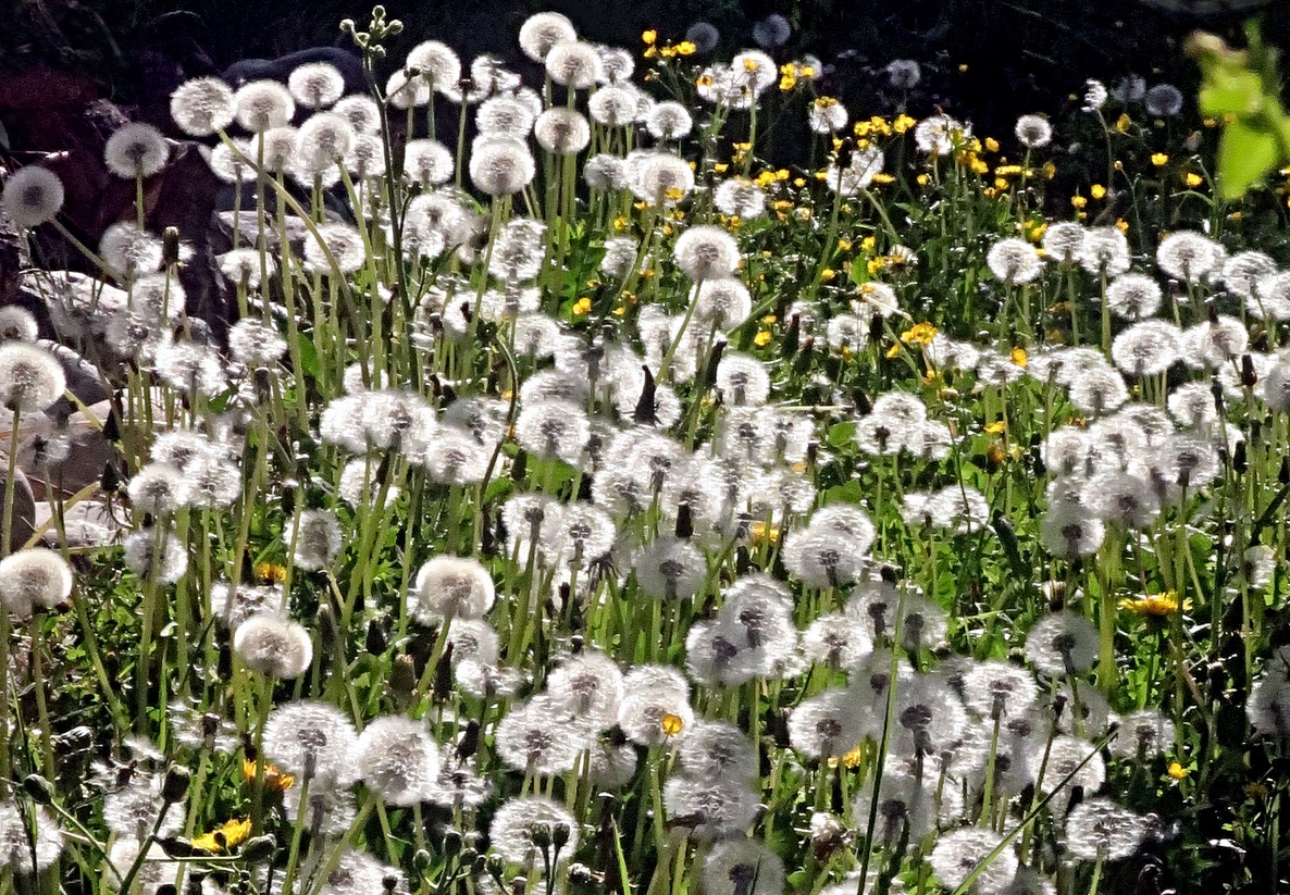 17. April 2020 - Das Prinzip des exponentiellen Wachstums
