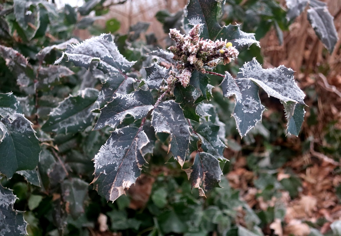 22. Januar 2020 - Wo Eisblumen wachsen, da ist es bitter kalt 