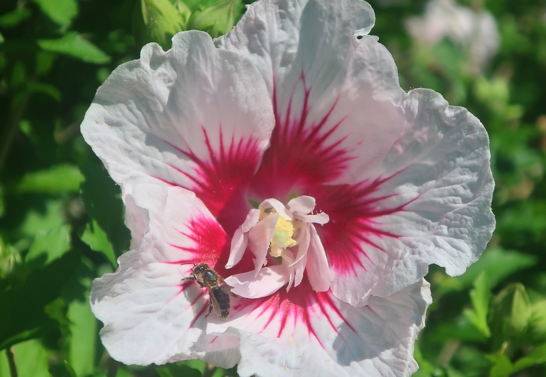26. August 2023 - In der diesjährigen Sommerhitze sind nur noch die Bienen emsig an der Arbeit 
