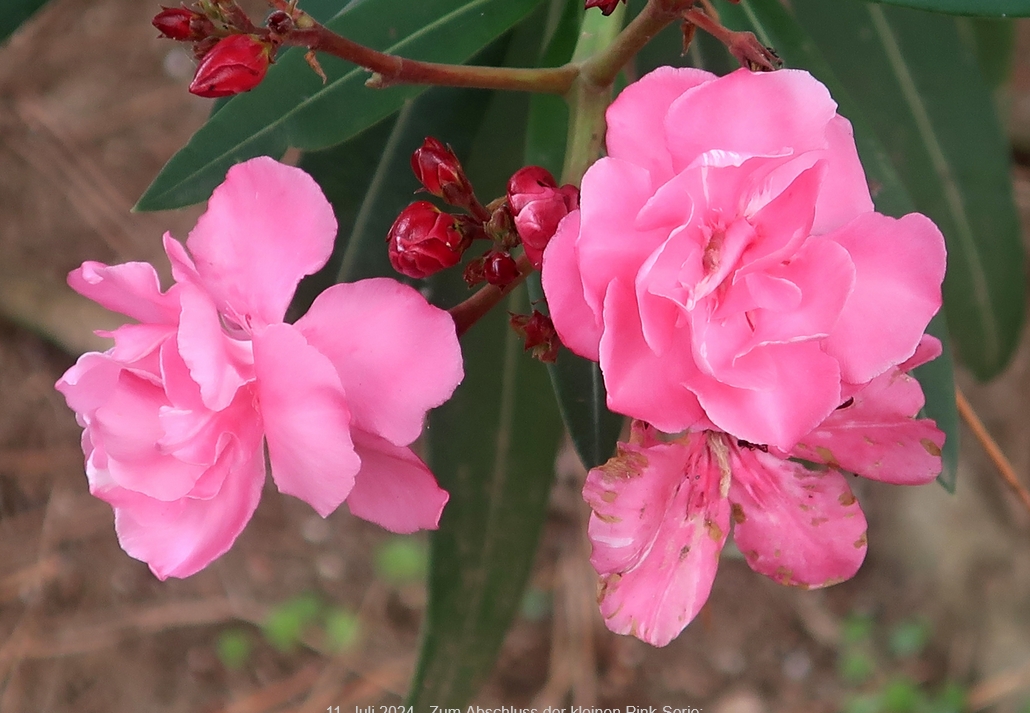 11. Juli 2024 - Zum Abschluss der kleinen Pink-Serie: Die Blume, die das Flair bringt!