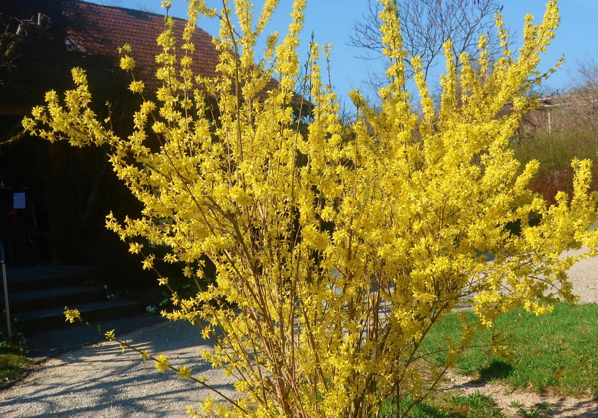 19. März 2020 - Frühling ist, wenn ein gelber Riese im Garten steht