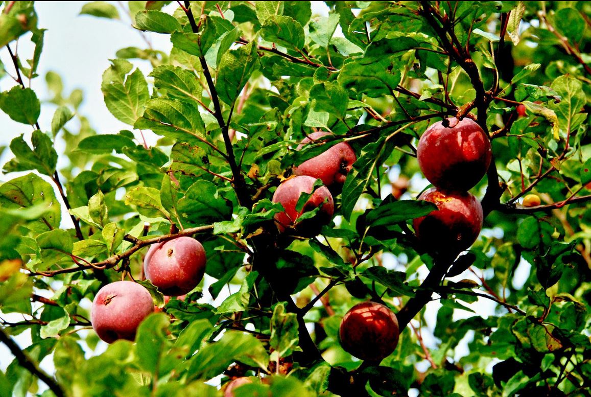 28. September 2013 - Die süssesten Früchte fressen nur die großen Tiere. Nur weil die Bäume hoch sind und diese Tiere groß sind. Die süßesten Früchte schmecken Dir und mir genauso, Doch weil wir beide klein sind, erreichen wir sie nie. (Peter Alexander)