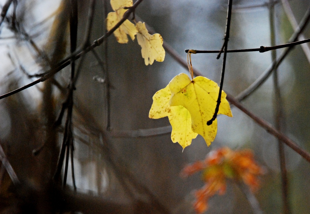 25. November 2022 - Das traurige Ende des Herbsts