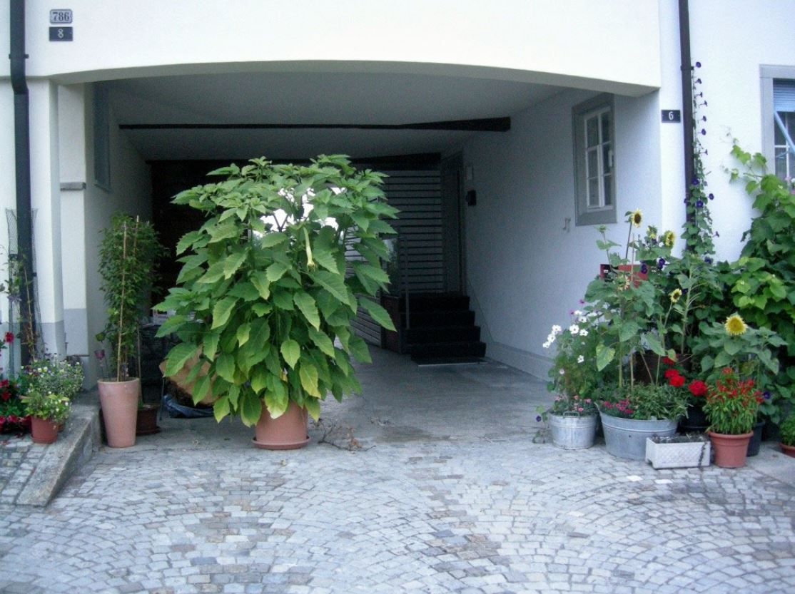 29. August 2013 - Oeffentlicher Durchgang: Barré sagt der Franzose - Blumenschmuck der Schweizer