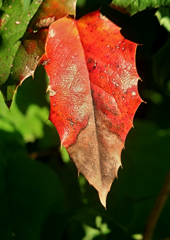 20. August 2019 - Wenn sich Sommer und Herbst begegnen