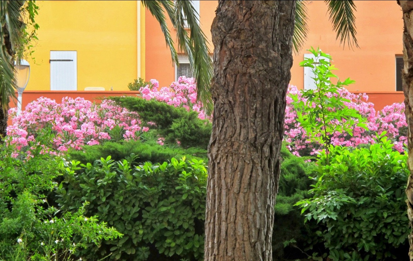 08. Juli 2015 - Modefarbe Pink - in der Natur - auch wenn diese eingesperrt ist