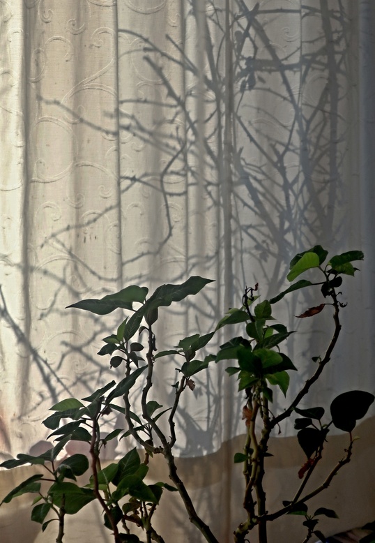 02. Januar 2022 - Schein und Sein im Wohnzimmer
