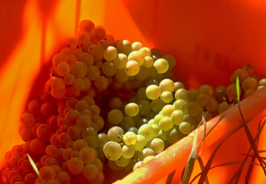22. September 2022 - Wimmla: Die Weinernte in der Bündner Herrschaft hat begonnen22. September 2022 - Wimmla - Die Weinernte in der Bündner Herrschaft hat begonnen