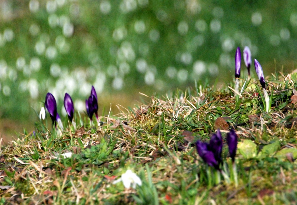 03. März 2023 - Einmal mussten sie ja ins Bild rutschen, die frühen Boten des Frühlings