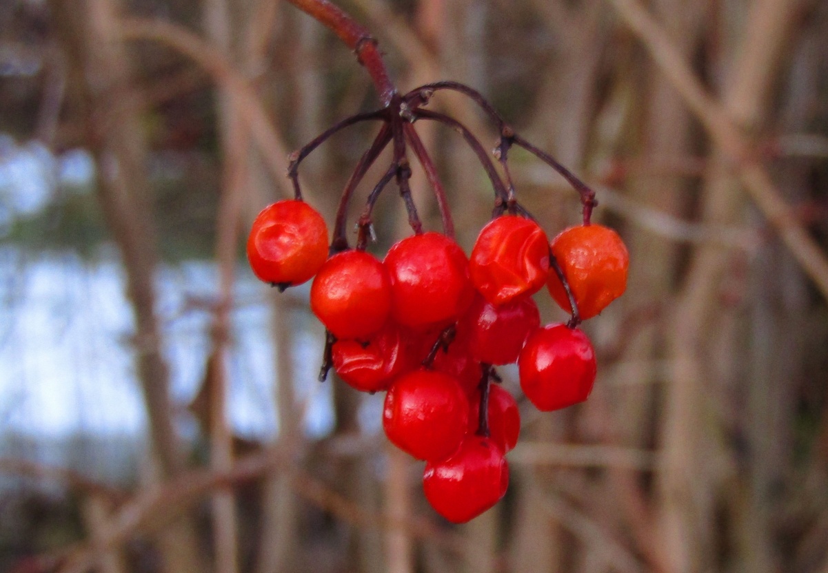 15. Dezember 2020 - Farbtupfer im Winter