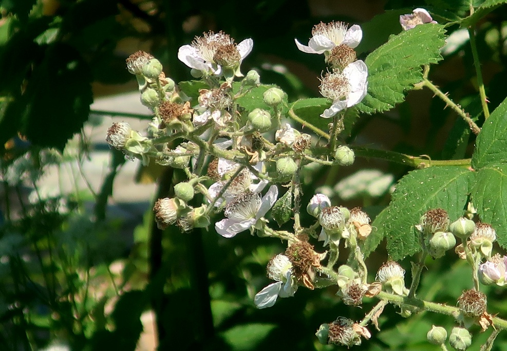 16. Juni 2023 - Verwelkende Blüten von Brombeeren - vielversprechend. Doch hat es genügend Wasser im Boden? 
