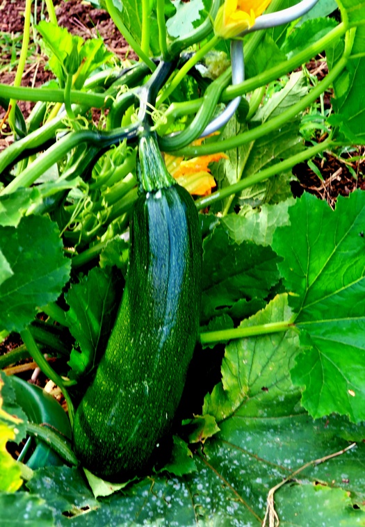 17. August 2023 - "Macht aus dem Staat Gurkensalat", hiess es einst. Die Gurken sind aber gross geworden.