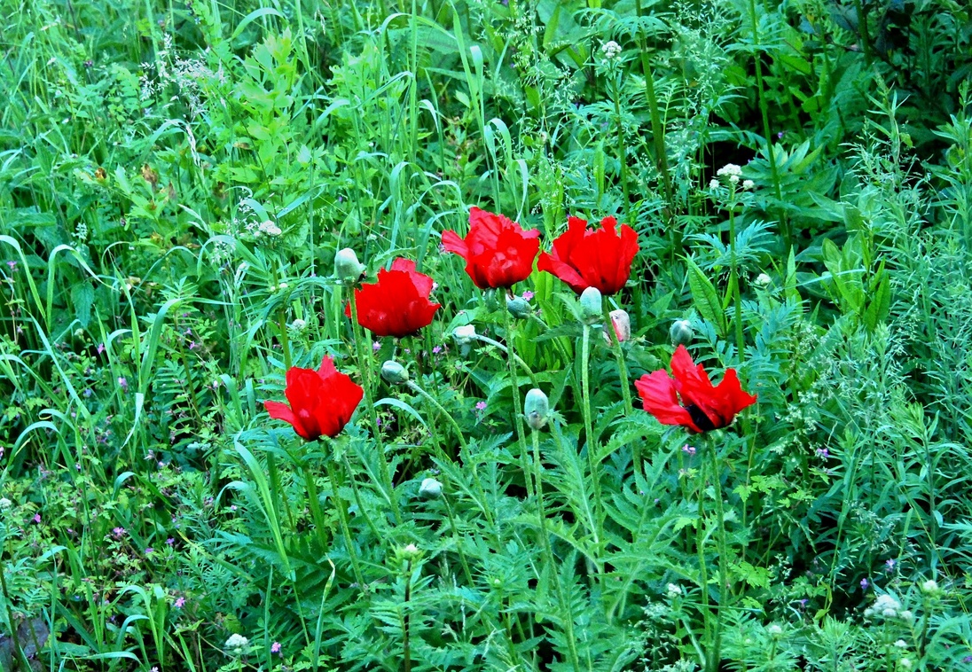 25. Mai 2013 - Rote Tupfen in der Wiese. Der Mohn ist aufgegangen.