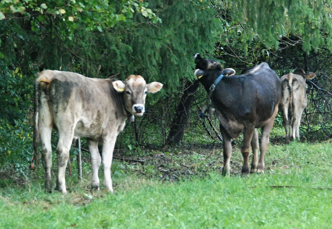 22. Oktober 2023 - Sie schlagen sich in die Büsche