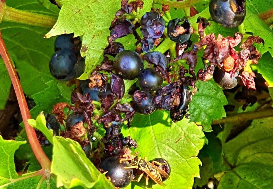 15. September 2020 - Ein Raub der Wespen