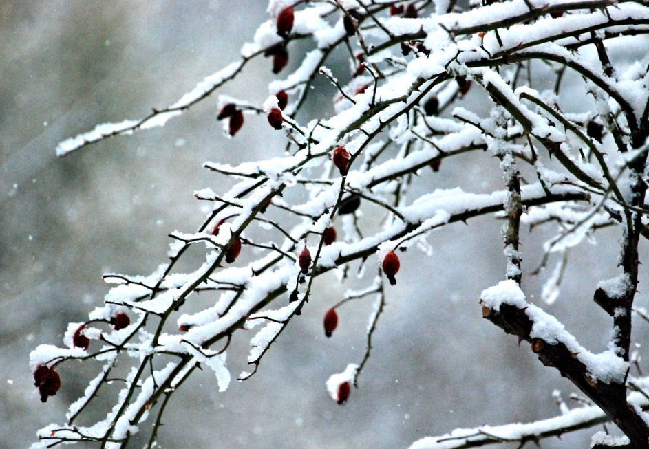 11. März 2023 - Sie haben bisher dem Winter getrotzt
