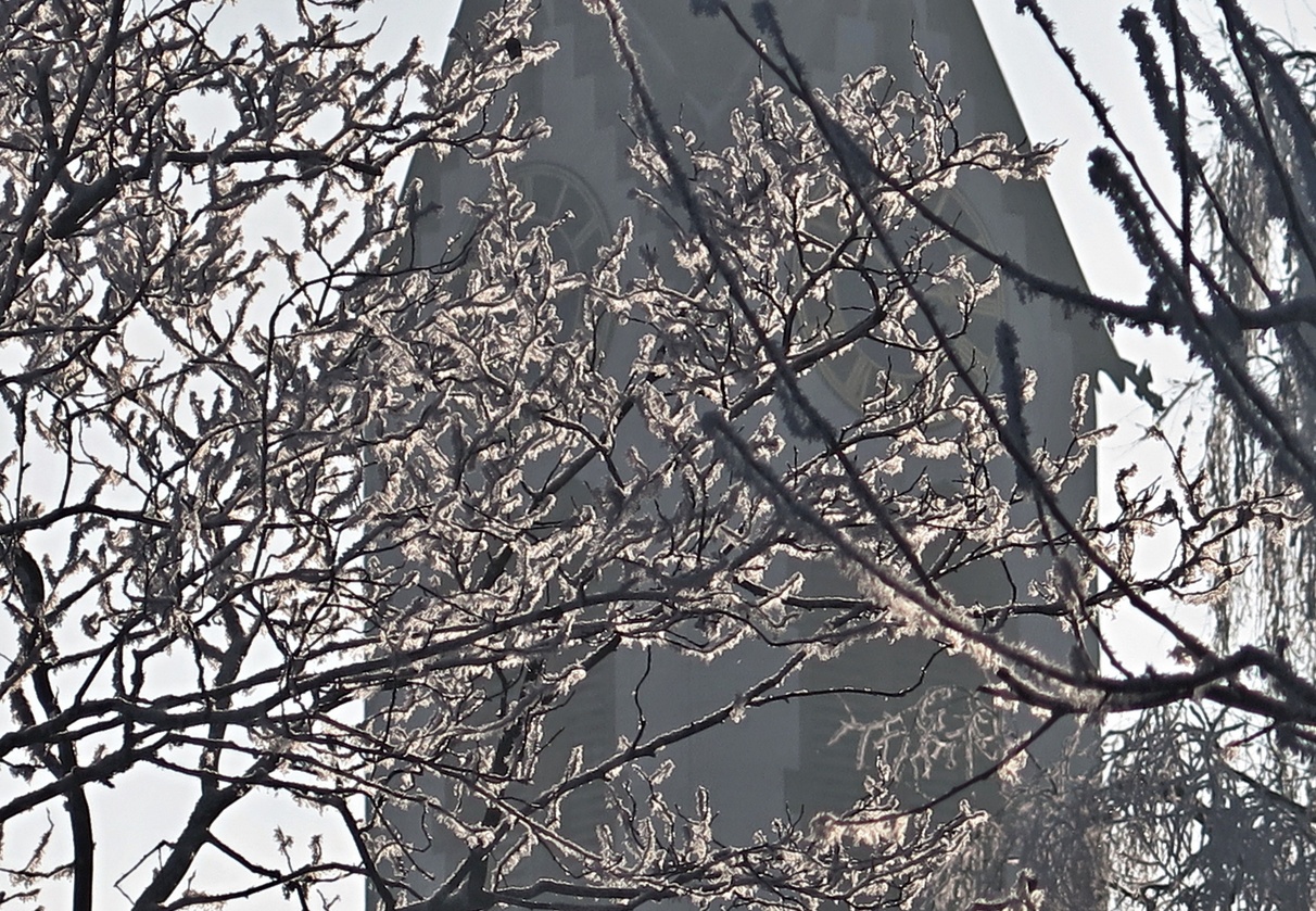 02. Januar 2017 - Winterblütenpracht 