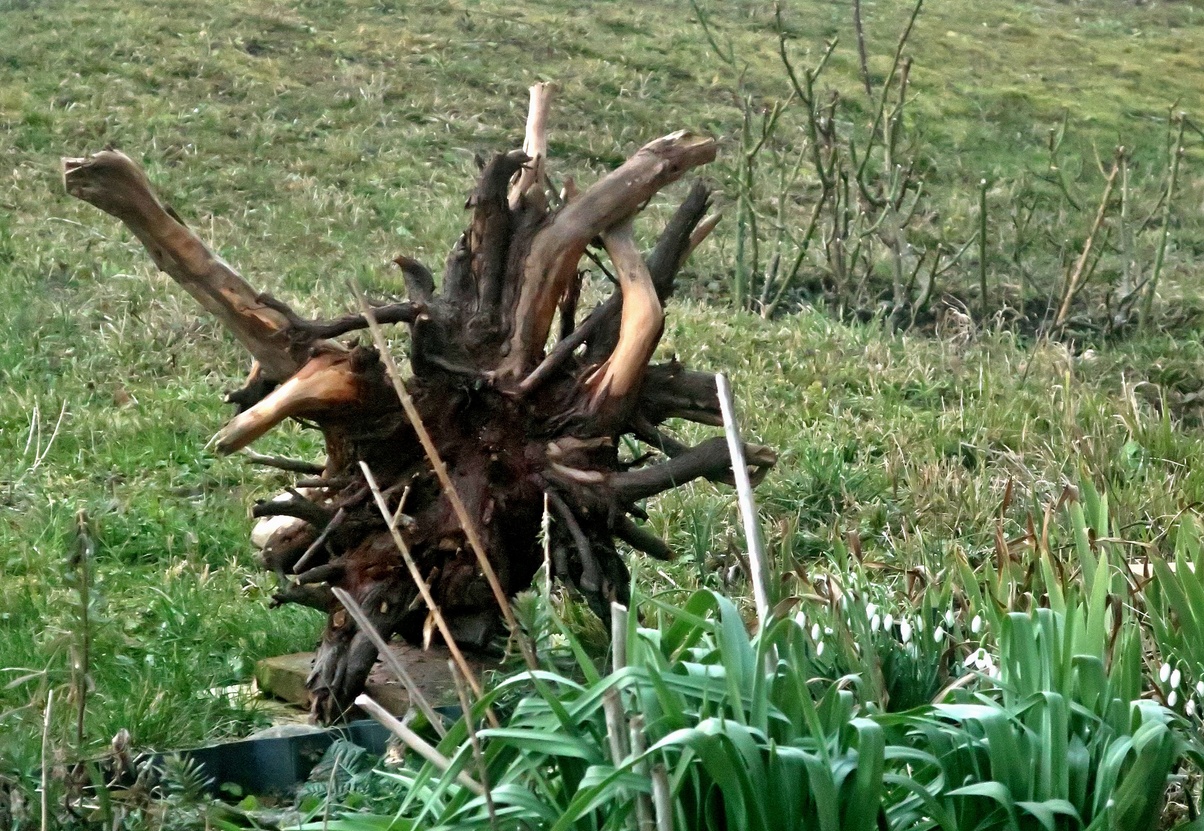 18. Februar 2020 - Natur, die Bildhauerin