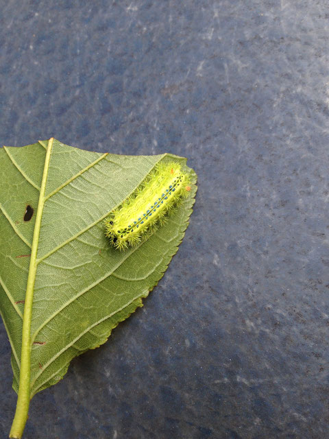 蛍光色の痛いやつ！これがイラガ毛虫だ！！！