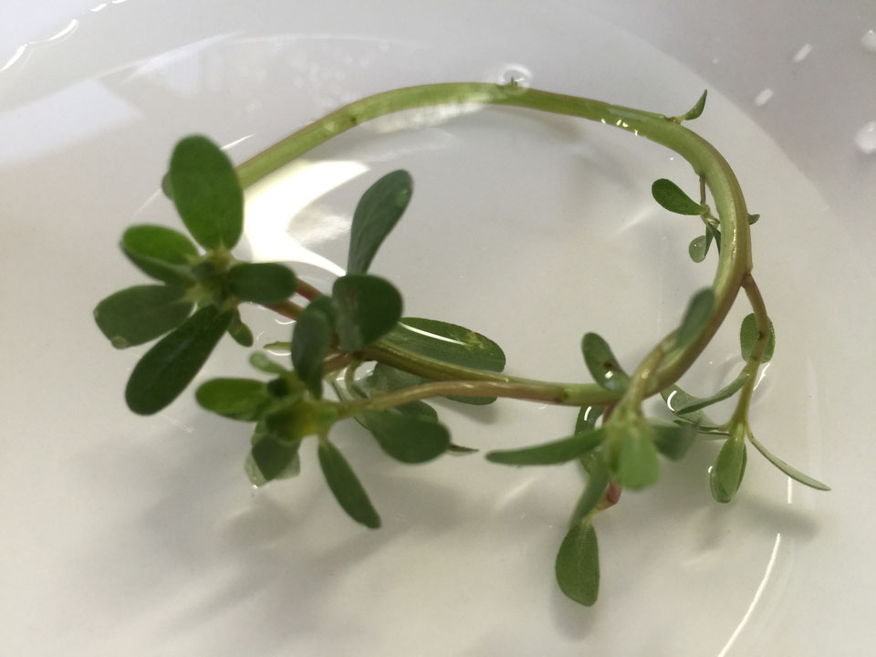 【高級雑草】『スベリヒユ』という雑草はたべらる？公園で見つけたので、とりあえず生で食べてみた。　2015-9-5
