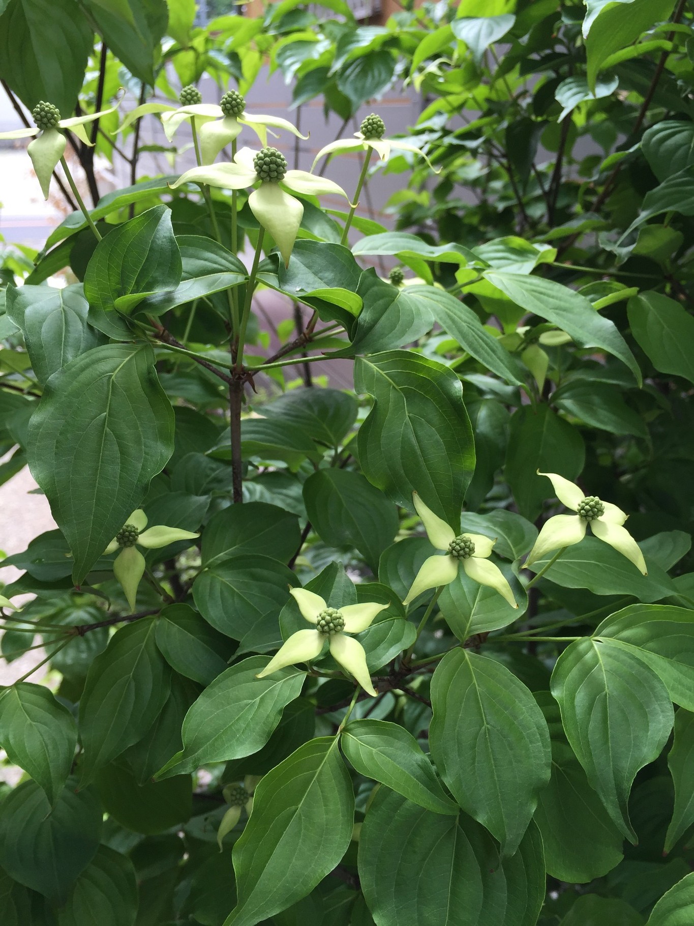 ヤマボウシ Benthamidia Japonica 洋風イングリッシュガーデン お庭リフォームは柴垣グリーンテック ヤマボウシ Benthamidia Japonica 洋風イングリッシュガーデン お庭リフォームは柴垣グリーンテック