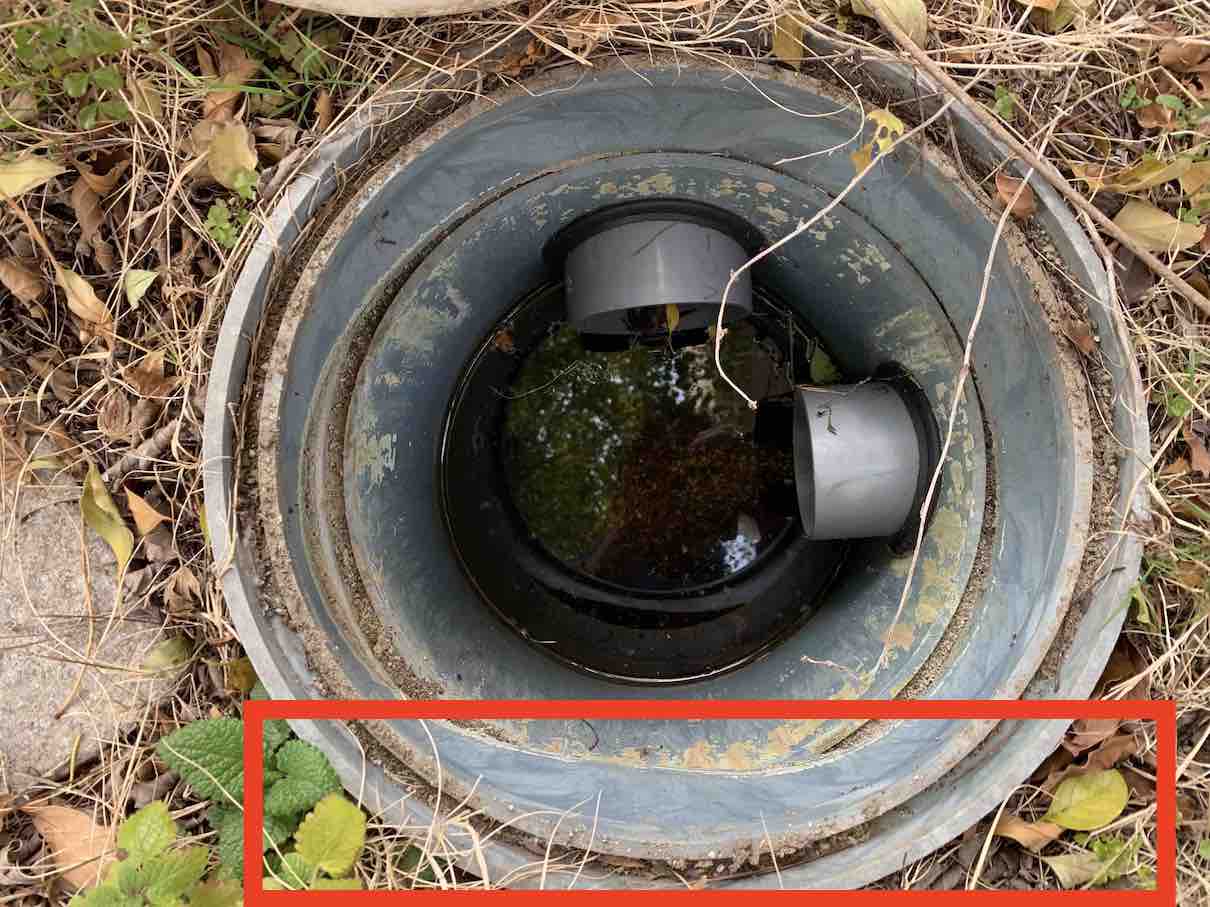 シマトネリコ やっぱり怖いな 植えるのは色々考えてから 19 12 30 洋風イングリッシュガーデン お庭リフォームは柴垣グリーンテック シマトネリコ やっぱり怖いな 植えるのは色々考えてから 19 12 30 洋風イングリッシュガーデン お庭リフォームは柴垣グリーンテック