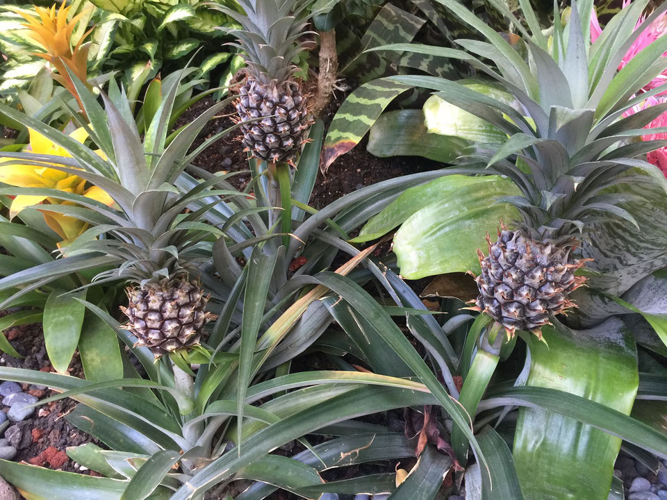 【パイナップル】ハワイの庭に植わっていた！日本でも育つのか？　2022-3-26