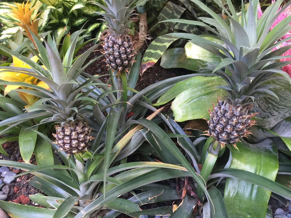 【パイナップル】ハワイの庭に植わっていた！日本でも育つのか？　2022-3-26