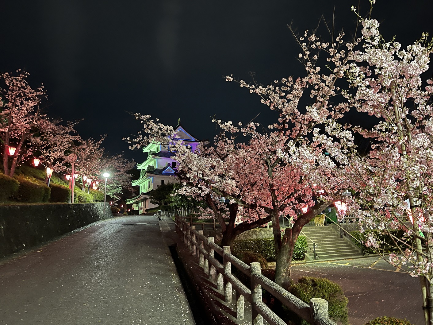 【尾張旭で夜桜を見るならココ】城山公園は今が最高！2022-3-31