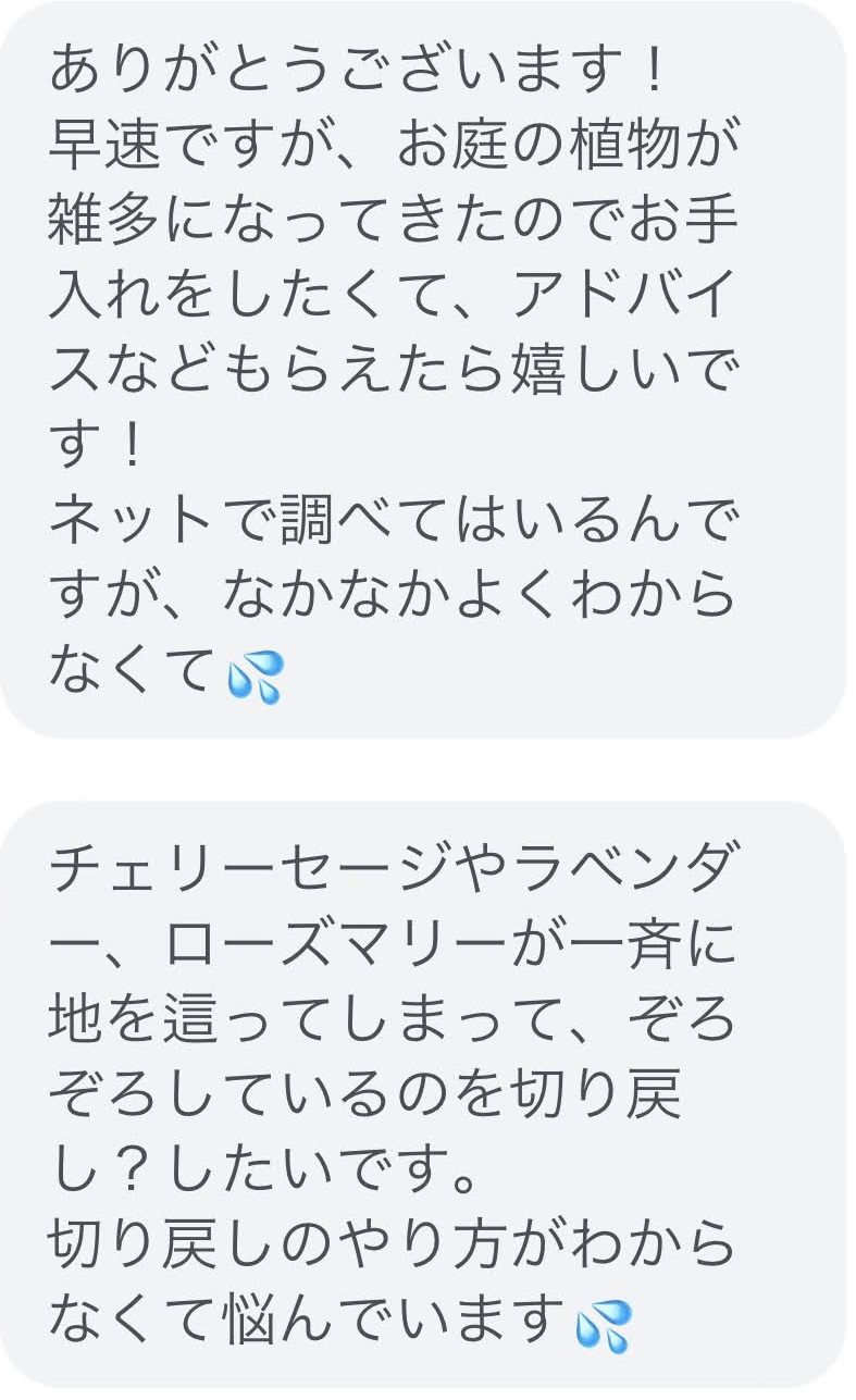 【ローズマリーの切り方】OB様からのご質問に動画でお応えします！　2023-1-14