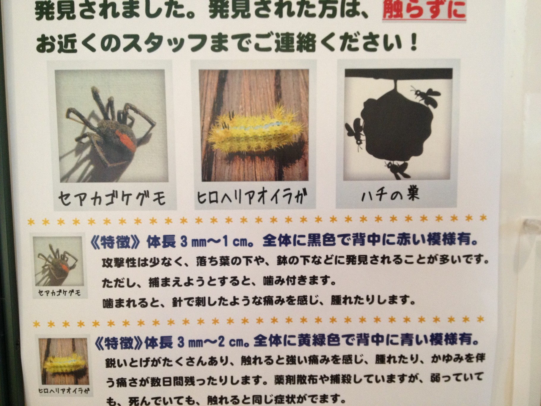 え あの毒グモ 名古屋にもいるの 守山区にも 2014 10 20 洋風