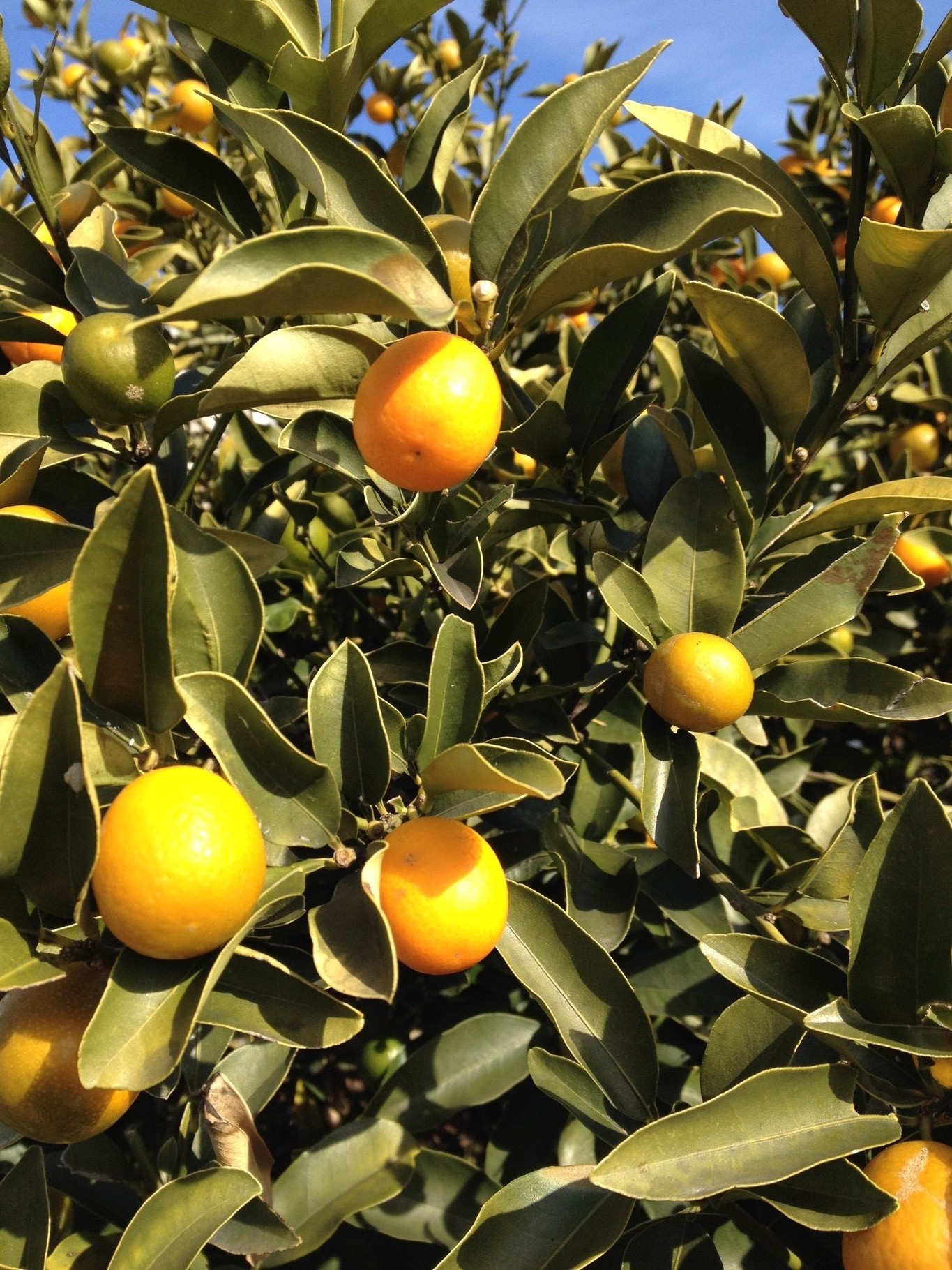 キンカンの木 ガーデニング 造園 植木 植物