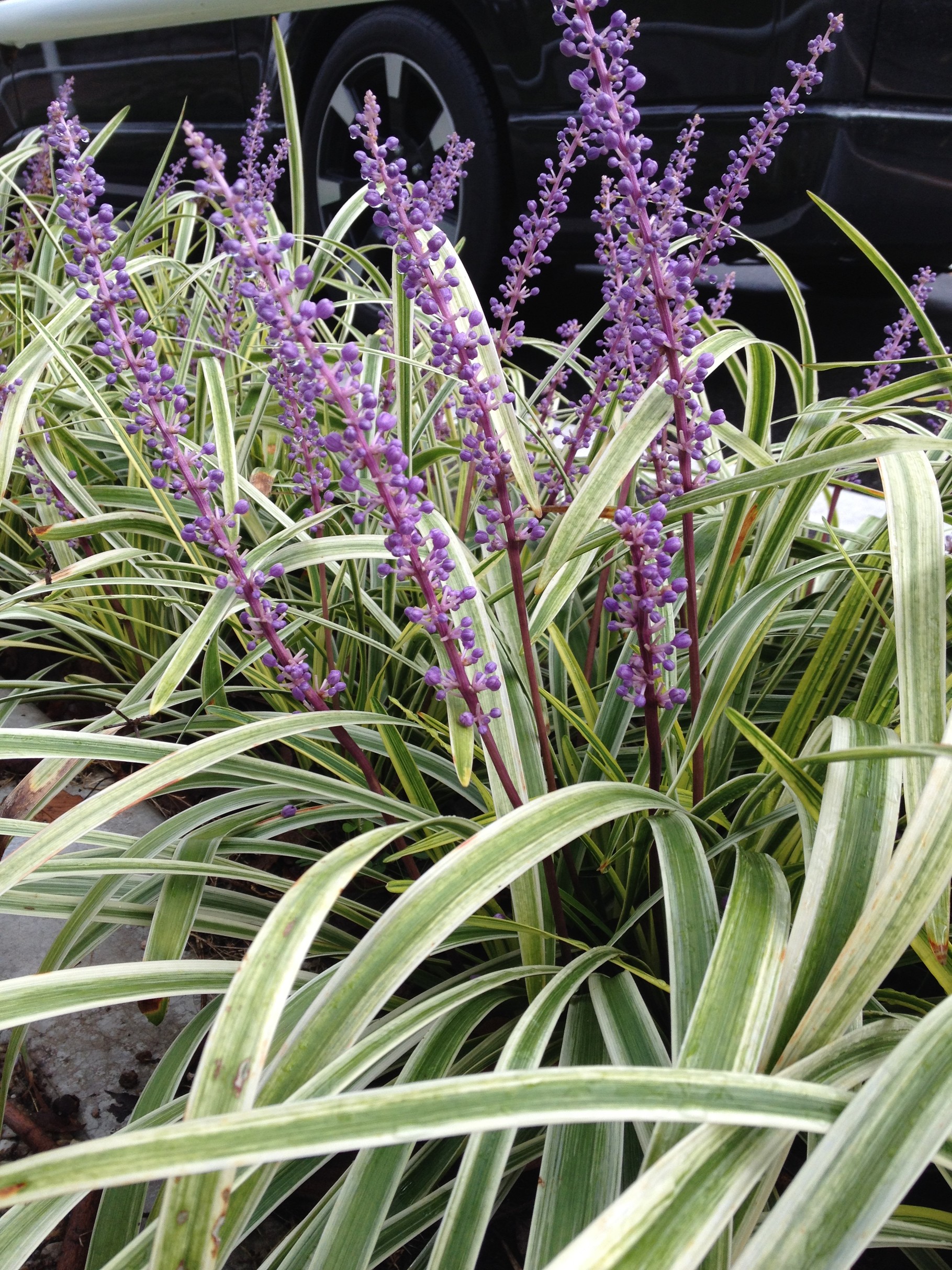 フイリヤブラン Liriope Muscari 洋風イングリッシュガーデン お庭リフォームは柴垣グリーンテック フイリヤブラン Liriope Muscari 洋風イングリッシュガーデン お庭リフォームは柴垣グリーンテック